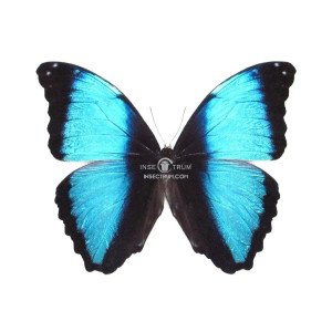 MORPHO DAIDAMIA